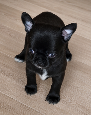 Blacky