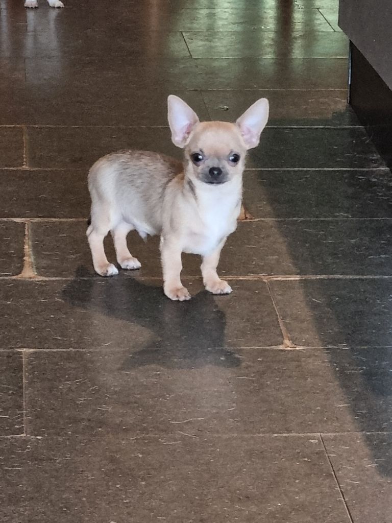 Of Little Dog's Paradise - Chiots disponibles - Chihuahua