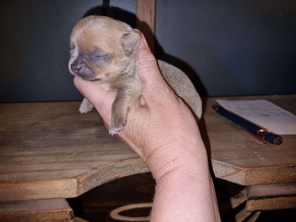Of Little Dog's Paradise - Chiots disponibles - Chihuahua