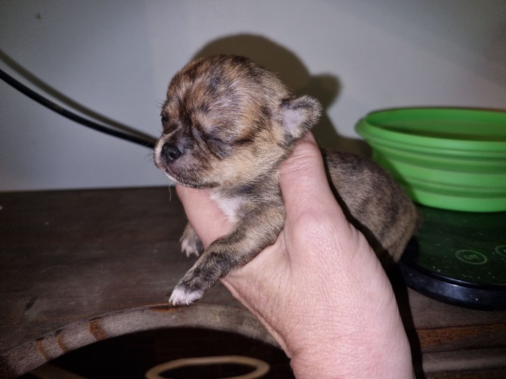 Of Little Dog's Paradise - Chiots disponibles - Chihuahua