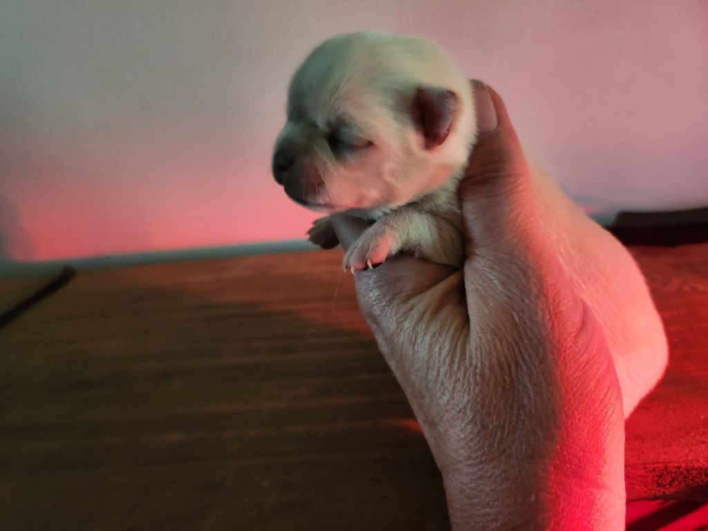 Of Little Dog's Paradise - Chiots disponibles - Chihuahua