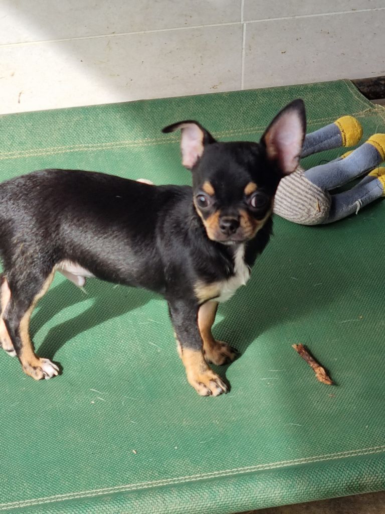 Of Little Dog's Paradise - Chiots disponibles - Chihuahua